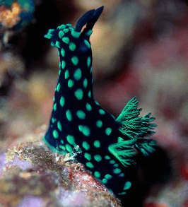 Морские «ботаники» с ультрамодным девайсом